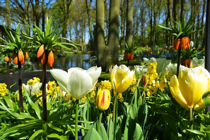 Tulpen bos van Monique van Falier