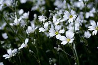 Fleurs