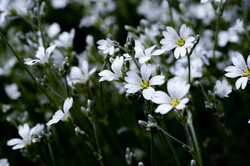 Bloem