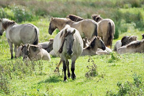 Konik's horses in the Biesbosch by Judith Cool