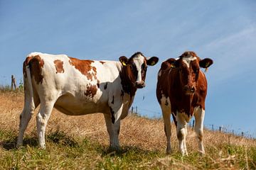Nieuwsgierige koeien in Zuid-Limburg