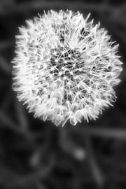 SCHWARZWEISS : DIE PUSTEBLUME von Photoart-Naegele