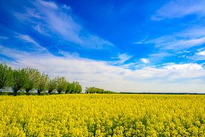 Blühender gelber Raps im Frühling