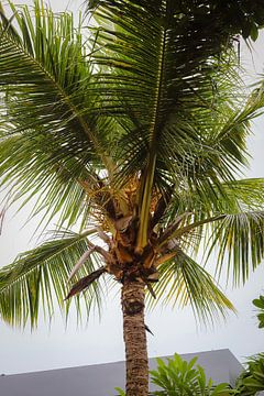 Palmboom van Cre8yourstory