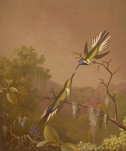 Braziliaanse kolibries II, Martin Johnson Heade...