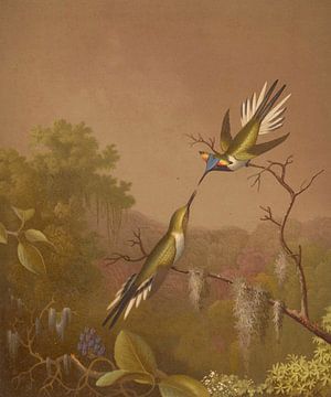 Brazilian Hummingbirds II, Martin Johnson Heade