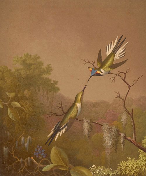 Colibris brésiliens II, Martin Johnson Heade par Des maîtres magistraux