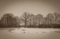 winter, bomenrij in sepia van Arnoud Kunst thumbnail