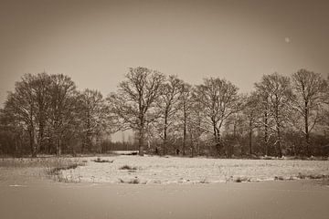 winter, bomenrij in sepia