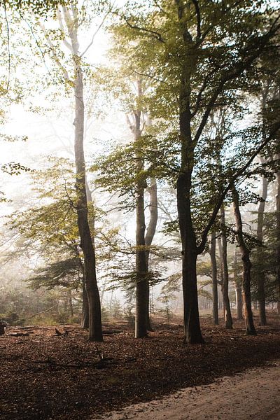 A magical forest by Thijs Pausma