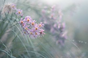 Blumen Teil 229