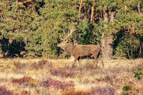 Edelherten op de Hoge Veluwe, bronsttijd