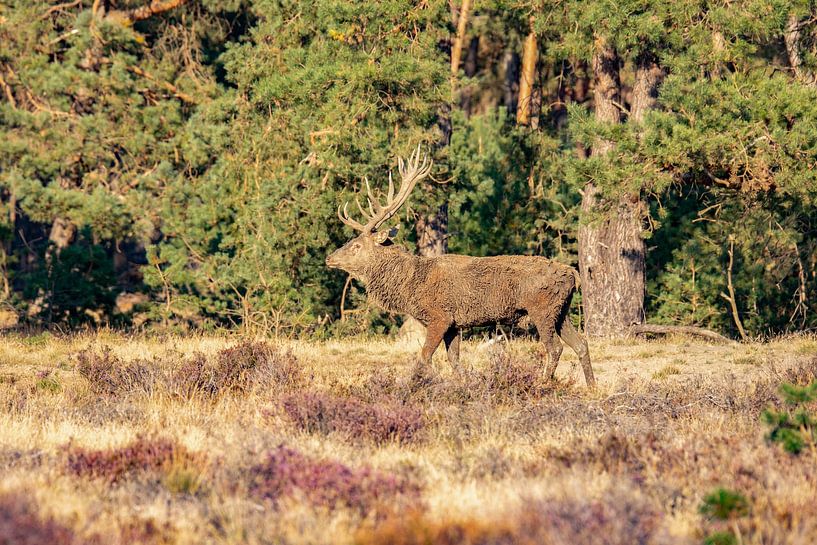 Red deer on the Hoge Veluwe, rutting season by Gert Hilbink