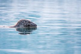 Gray seal in Lake Jökulsárlón by Danny Slijfer Natuurfotografie