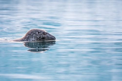 Grijze zeehond in het Jökulsárlón meer