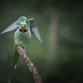 Schöner Paradiesvogel im Flug von Jesper Stegers