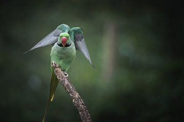 Schöner Paradiesvogel im Flug von Jesper Stegers