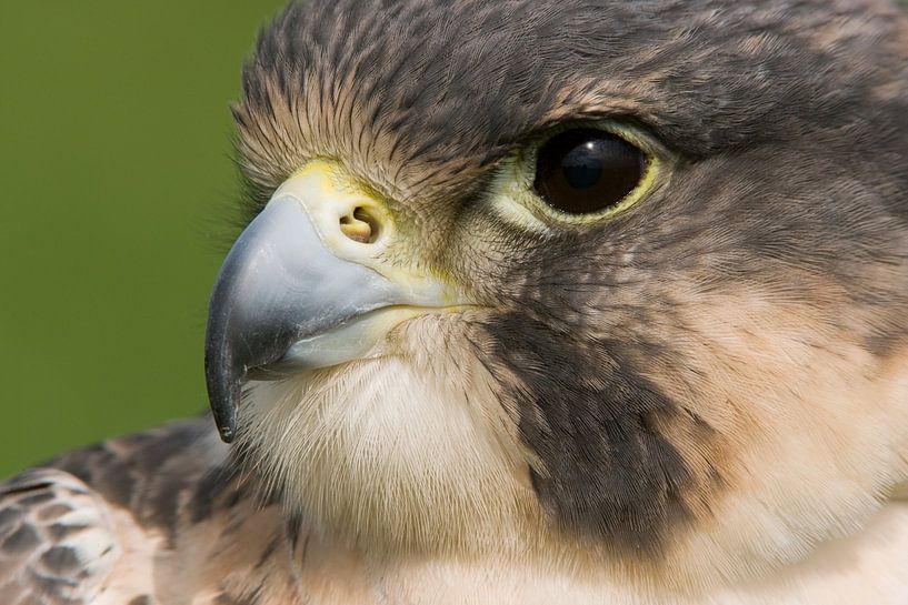 Peregrine Falcon (Falco peregrinus) by Ronald Pol