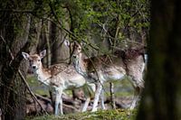 Twee herten
