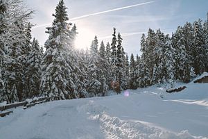 Schneesonne im Wald von Jisca Lucia