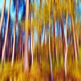 Autumnal poetry of the pine forest - Abstraction by Silva Wischeropp