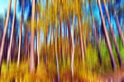 Herfstpoëzie van het dennenbos - Abstractie