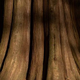 Schatten auf dem alten Baum von Ina Muntinga