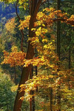 Herbstwald im Bergischen Land