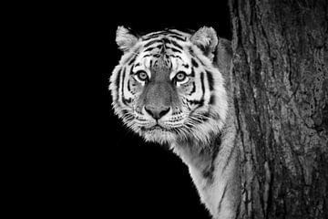 Kop van een tijger | Portret | Zwart wit | Fotografie