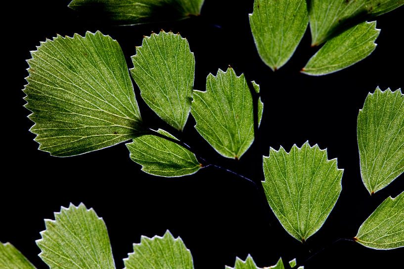 Himalayan maidenhair, Adiantum venustum. by Wil Leurs