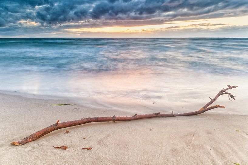 A tree branche washed upon the beach of Hove-strand, Denmark par Evert Jan Luchies