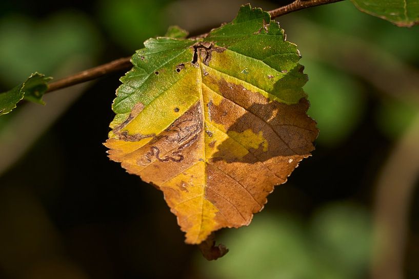 Herbstfarben ... von Eric Fotografie