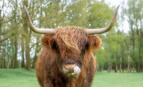 Portret van Schotse Hooglander.