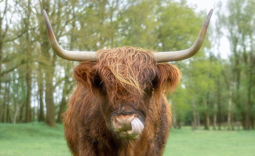 Portret van Schotse Hooglander. van Hans Buls Photography