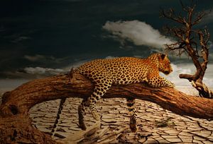 Leopard in de Woestijn