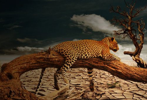 Leopard in de Woestijn