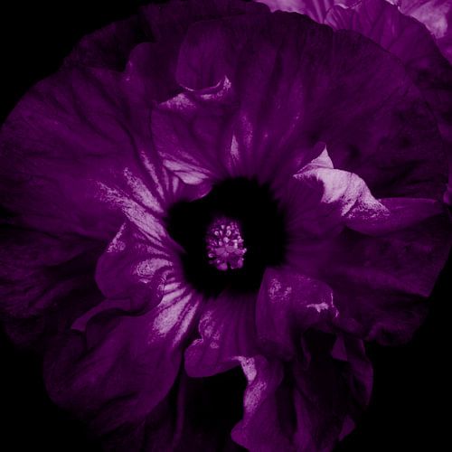 Purple hibiscus flower