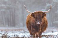 Portret van een Schotse Hooglander in de sneeuw in de winter van Sjoerd van der Wal Fotografie thumbnail
