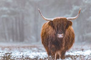 Porträt eines schottischen Highlanders im Schnee während des Winters