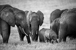 Éléphants, Masai Mara Kenya sur Marco Verstraaten