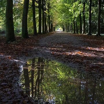 Plassen in het bos