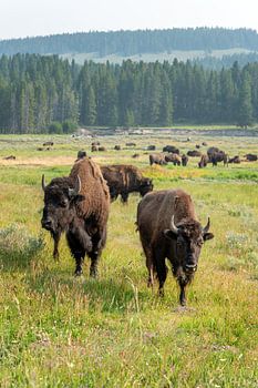 Yellowstone National Park