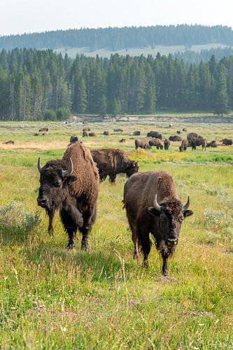 Yellowstone National Park