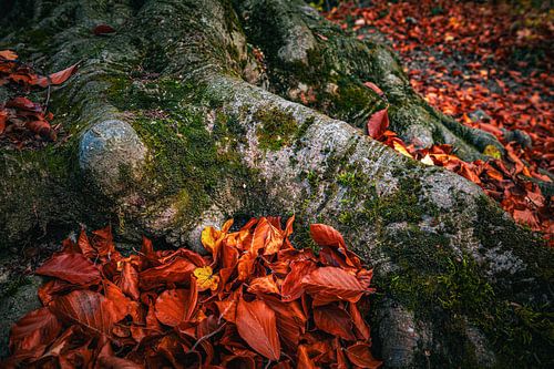 Leaves next to a moss-covered root