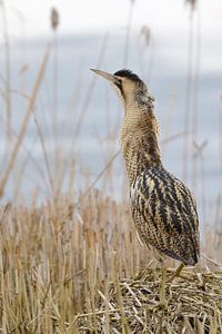 Rohrdommel ( Botaurus stellaris ) im Schilf