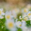 Anemone im Licht von Friedhelm Peters