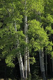 Birches in spring by Christiane Schulze