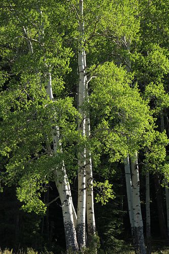 Berken in het voorjaar