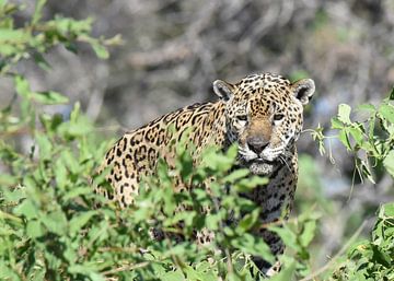 Jaguar (Panthera onca) op de uitkijk van Rini Kools