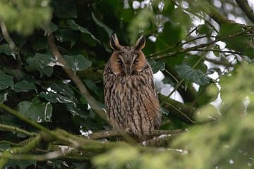 Long-eared owl by Bas Groenendijk